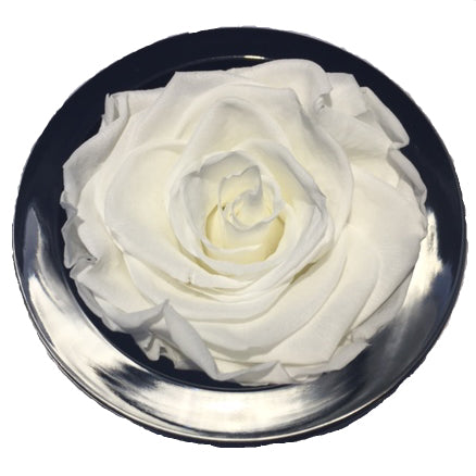 Luxury Gift Saraine Preserved White Rose