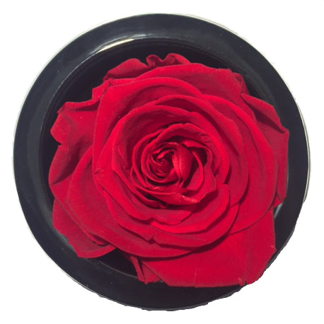Luxury Gift Saraine Preserved Red Rose