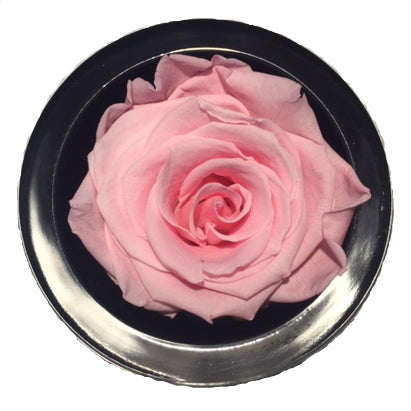 Luxury Gift Saraine Preserved Pink Rose
