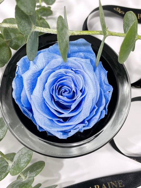 SIGNATURE ROSE: - BLUE